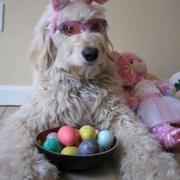 Goldendoodle All Grown Up from Whispering Ridge Doodles