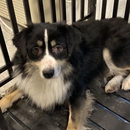 Walker - Miniature American Shepherd