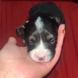 River - White and black male Pembroke Welsh Corgi puppy in Fontanelle, Iowa from Alegandra’s Pembroke Welsh Corgis