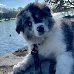 Border Collie Puppies from Aloha Border Collies