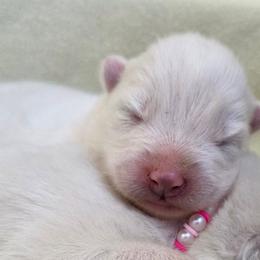 Pink collar girl - White female Samoyed puppy in Broomfield, Colorado from Klondike Snow Samoyeds