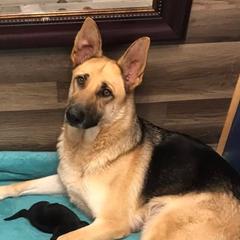 Berger Blanc Suisses and German Shepherds from Shephards Farm