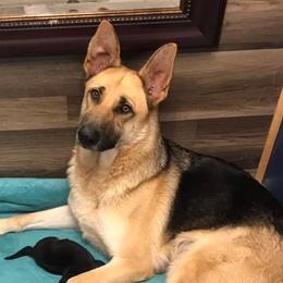Berger Blanc Suisses and German Shepherds from Shephards Farm