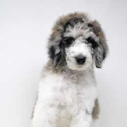 Bordoodle, Goldendoodle, and Poodle Puppies from Pacific Northwest Doodles