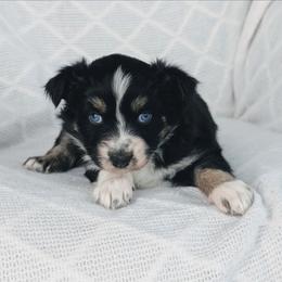 Girl 2 Purple - Black tri-color female Australian Shepherd puppy in Yakima, Washington from Naches Heights Ranch