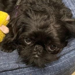 Brussels Griffon All Grown Up from Lavish Griffons