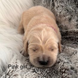 Pink girl - Light golden female Golden Retriever puppy in Morris, Connecticut from Sterling Goldens