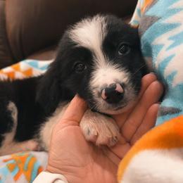 Bashful - Black and white male Border Collie puppy in Oberlin, Kansas from Hangin R Kennels