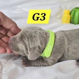 G3 - Gray female Weimaraner puppy in Frostproof, Florida from Waggin' Weims