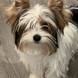Lucky the Stud - Yorkshire Terrier