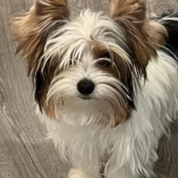 Lucky the Stud - Yorkshire Terrier