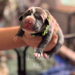 Ron - Blue and white male Great Dane puppy in Lawrenceburg, Indiana from Jordan Giants