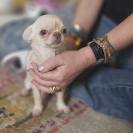 AKC tiny Girl - Fawn and white female Chihuahua puppy in Brooklyn, New York from Nadezhda's Chihuahuas