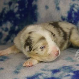 Sally - Red merle female Australian Shepherd puppy in Yoder, Colorado from Tréad Tines Aussies