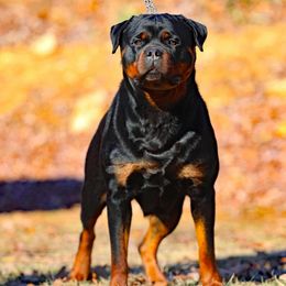 Rottweiler All Grown Up from Vom Bruderhof Rottweilers