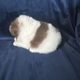 Pomeranian Puppies from Country Lane Kennels