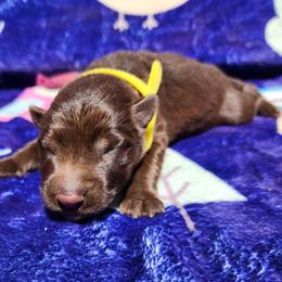Boom-boom - Liver female German Shepherd puppy in Los Lunas, New Mexico from Mali's German Shepherds LLC