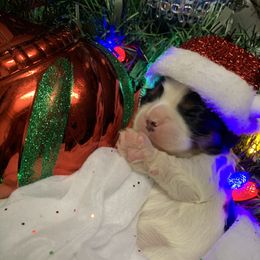 Cavalier King Charles Spaniel Puppies from Cassie’s Cavaliers