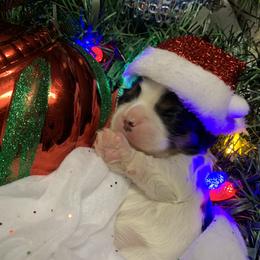 Cavalier King Charles Spaniel Puppies from Cassie’s Cavaliers