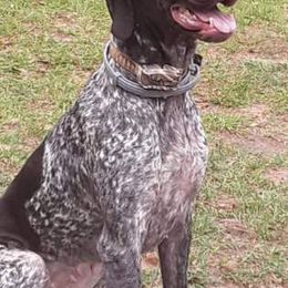 German Shorthaired Pointers from Congaree Kennels