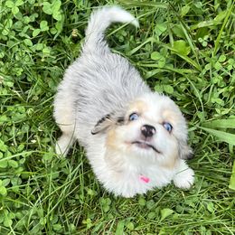 Aussiedoodle Puppies from Hearth&Hound Doodles