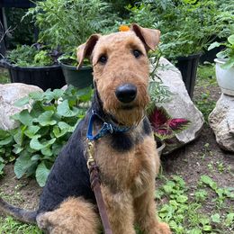 Eli - Airedale Terrier