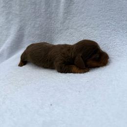 Boy 1 - Chocolate and tan male Dachshund puppy in Stilwell, Oklahoma from Johnson Dachshund’s