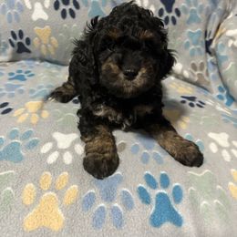 Pink-Mini - Phantom female Goldendoodle puppy in Millville, New Jersey from Michelle's Doodles
