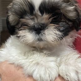 Shih Tzu Puppies from Willow Lane Shih Tzus