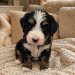 Orin - Tri-color male Bernedoodle puppy in Gilbert, Arizona from LittleLegacyDoodles