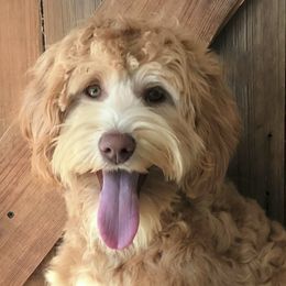 Kash - Australian Labradoodle