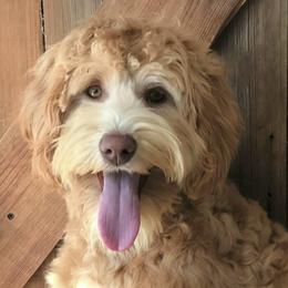 Kash - Australian Labradoodle