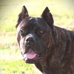 NeilA - Cane Corso