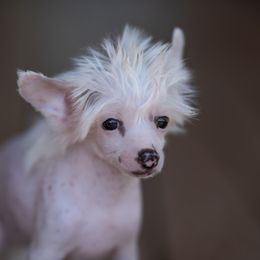Chinese Crested Puppies from Qilin Chinese Crested