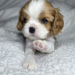Cavalier King Charles Spaniel Puppies from Graceful Acres
