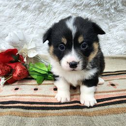 RM Female 1 - Black and tan female Pembroke Welsh Corgi puppy in Duluth, Minnesota from Up North Corgis