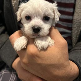 Maltese Puppies from Emotional Amor Support