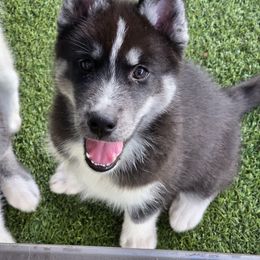Jimmy - Black male Siberian Husky puppy in North Miami, Florida from Kardrovi Siberians