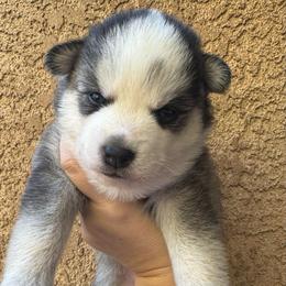 Arrow - Black and white male Pomsky puppy in La Verne, California from Red Cedar Pomskies