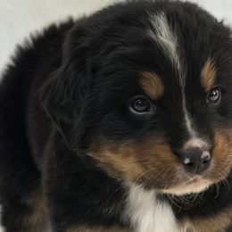 Dasher - Bernese Mountain Dog puppy from N.W. Mountain Retrievers