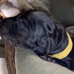 Boy 2 - Goldendoodle puppy in Shell Lake, Wisconsin from KC Acres