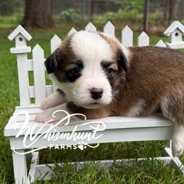 Full Fluff TC - Sable male Pembroke Welsh Corgi puppy in Nashville, Arkansas from Whisenhunt Farms