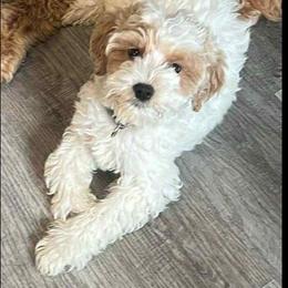 Orion - Parti male Goldendoodle puppy in Crawfordsville, Iowa from DoodleBlessings