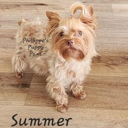 Summer - Yorkshire Terrier