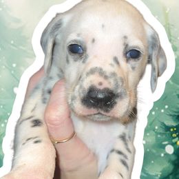Snowflake - White and black female Dalmatian puppy in Bremen, Georgia from Clark’s Dalmatians