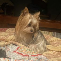 Bella - Yorkshire Terrier