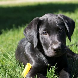 Labrador Retriever Puppies from Muletown Labradors