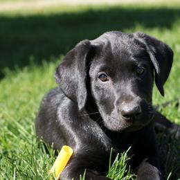 Labrador Retriever Puppies from Muletown Labradors