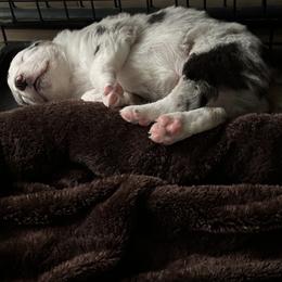 Border Collie Puppies from Roaring River Border Collies