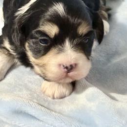 Rico - Black and white male Havanese puppy in Wappapello, Missouri from Titanium Havanese LLC